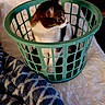 cat, laundry_basket, bed, blanket, quilt, indoor, pet, animal, curious, feline, white, brown, black, plastic, green, cozy, resting, looking_away, home, cute