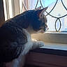 animal, cat, curious, daylight, domestic_cat, feline, grille, home, indoor, looking_outside, natural_light, pet, profile, quiet, shadow, side_view, still_life, whiskers, window, windowsill
