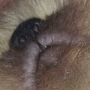 Arkhan participe au concours pour gagner de l'argent avec cette photo : dog, pet, fur, paw, belly, skin, macro, closeup, brown, tan, hair, wrinkle, texture, soft, cozy, sleeping, detail, blurred, curled, mammal