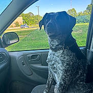 Remi is registered to the contest to win money with this photo: dog, car_interior, seat, window, collar, daylight, outdoor, greenery, trees, sky, vehicle, side_mirror, door_handle, chain_collar, pet, canine, sitting, happy, animal, transportation