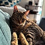 blanket, bokeh, cat, closeup, couch, ears, fur, indoor, living_room, lounging, paws, pet, pillow, portrait, relaxed, shallow_depth_of_field, stripes, sunlight, tabby_cat, whiskers