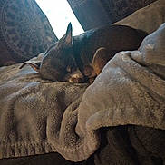 Bailey joined the competition — help win amazing prizes! dog, sleeping, blanket, indoor, cozy, small_dog, resting, fur, curled_up, curtains, pattern, fabric, soft, home, nap, quiet, relaxation, pet, comfort, couch