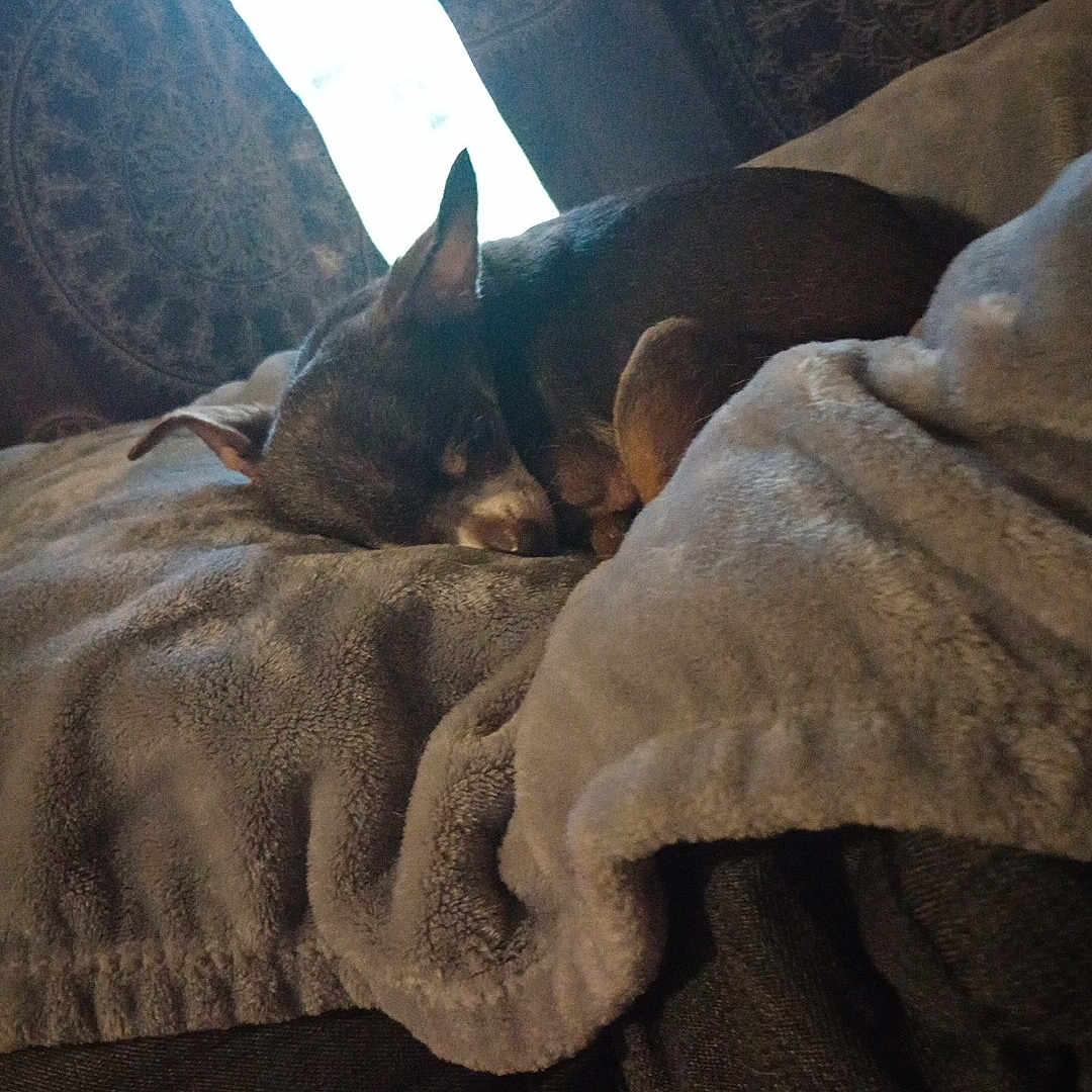 Bailey joined the competition — help win amazing prizes! blanket, comfort, couch, cozy, curled_up, curtains, dog, fabric, fur, home, indoor, nap, pattern, pet, quiet, relaxation, resting, sleeping, small_dog, soft