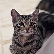 Alma a rejoint le concours — aidez-le/la à gagner de superbes lots ! cat, tabby, animal, pet, feline, striped, whiskers, ears, paws, closeup, indoor, curious, laying, resting, cute, mammal, portrait, young, domestic, soft_focus