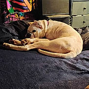 Noxie is registered to the contest to win money with this photo: dog, bed, blanket, curtain, fan, indoor, sleeping, resting, furniture, drawer, colorful, skull_pattern, pet, canine, cozy, relaxation, domestic, room, fabric, napping