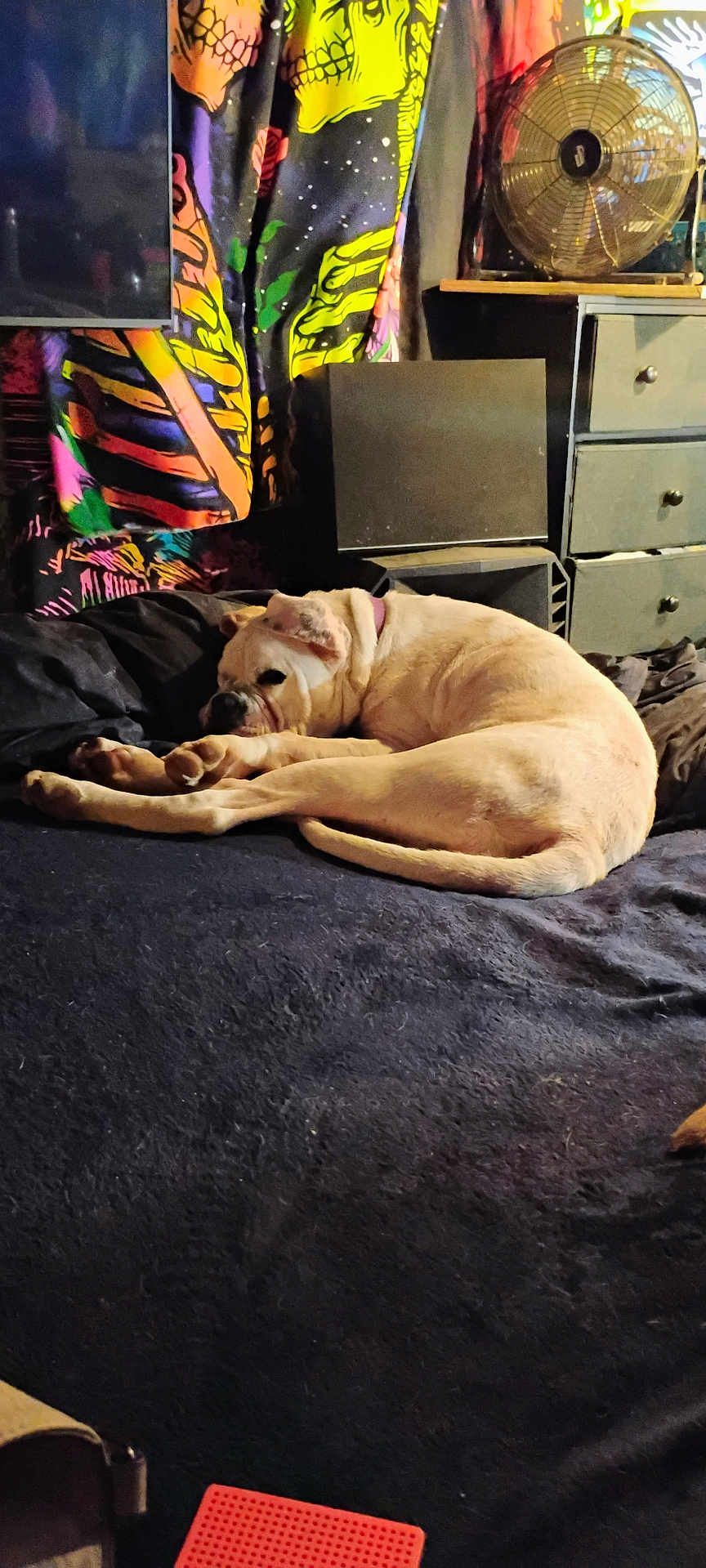 Noxie is registered to the contest to win money with this photo: dog, bed, blanket, curtain, fan, indoor, sleeping, resting, furniture, drawer, colorful, skull_pattern, pet, canine, cozy, relaxation, domestic, room, fabric, napping