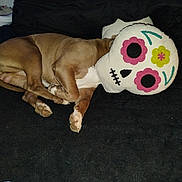 Hulk is registered to the contest to win money with this photo: dog, brown_dog, pillow, skull_pillow, lying_down, indoor, fabric, soft, decorative_pillow, resting, animal, cute, pet, dark_background, home, cozy, sleeping, colorful, funny, illusion