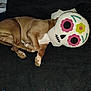 dog, brown_dog, pillow, skull_pillow, lying_down, indoor, fabric, soft, decorative_pillow, resting, animal, cute, pet, dark_background, home, cozy, sleeping, colorful, funny, illusion
