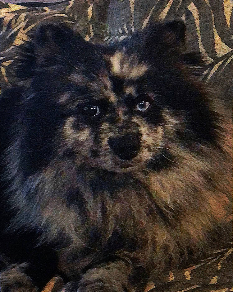 Rox a rejoint le concours — aidez-le/la à gagner de superbes lots ! ancient_dog_breeds, art, canidae, canis, carnivore, companion_dog, dog, dog_breed, drawing, fur, illustration, painting, puppy, snout, sporting_group, terrestrial_animal, toy_dog, whiskers, wood, working_animal