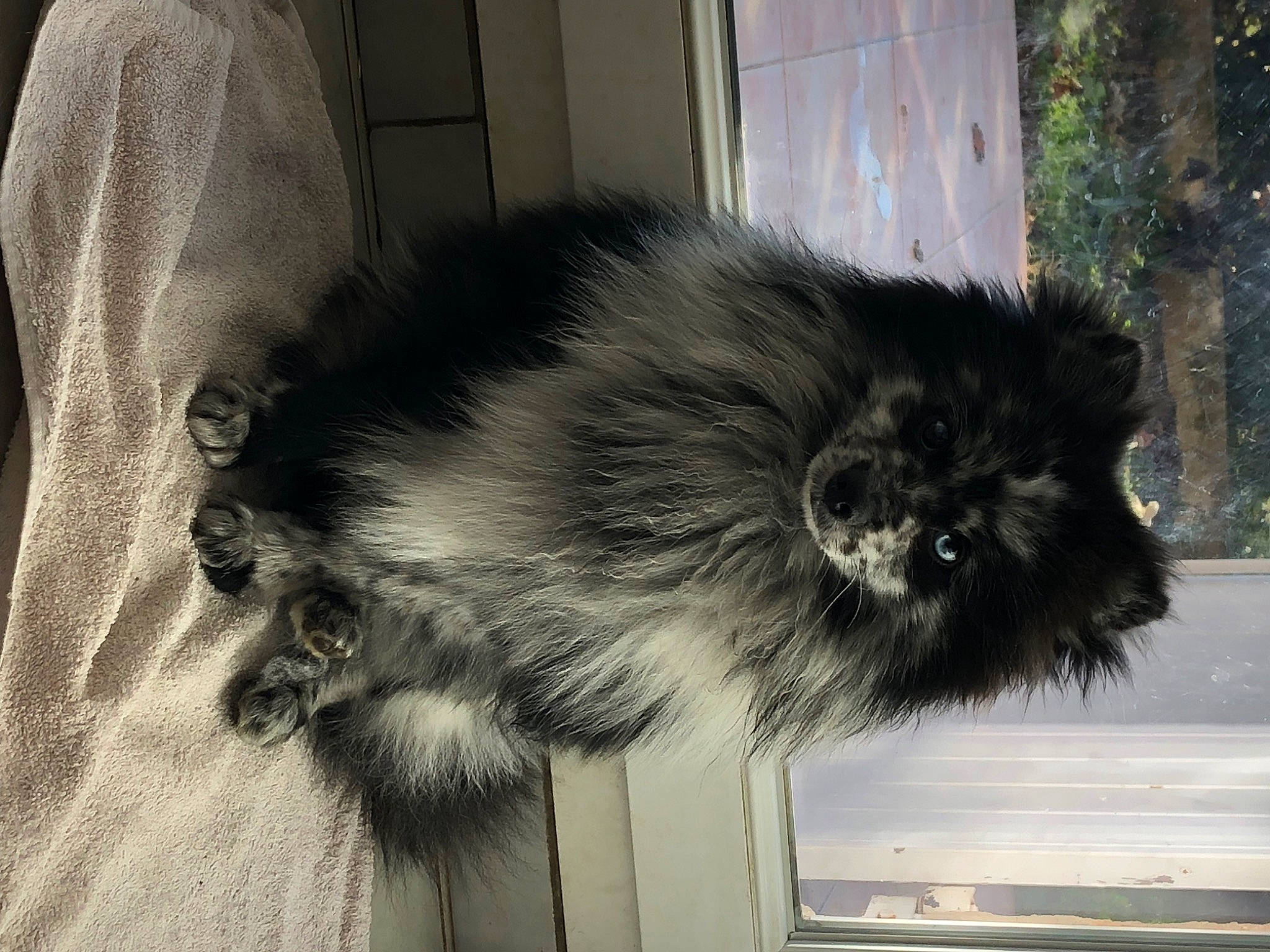 Rox participe au concours pour gagner de l'argent avec cette photo : canidae, carnivore, claw, companion_dog, dog_breed, felidae, fur, paw, small_to_medium_sized_cats, snout, tail, terrestrial_animal, whiskers