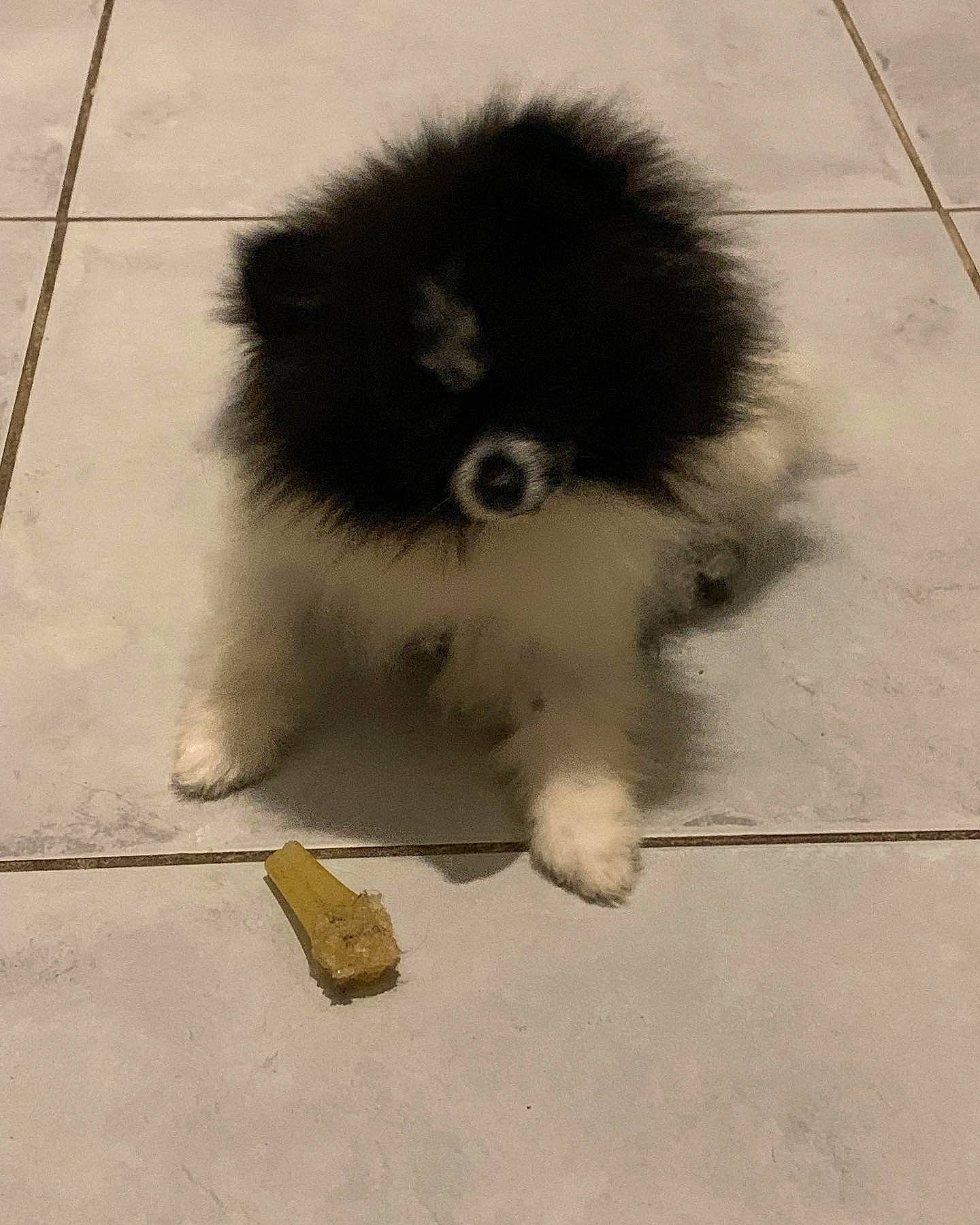 Oreo a rejoint le concours — aidez-le/la à gagner de superbes lots ! canidae, carnivore, companion_dog, concrete, dog, dog_breed, fawn, flooring, fur, german_spitz, german_spitz_klein, paw, puppy, road_surface, snout, spitz, sporting_group, tail, toy_dog, working_animal