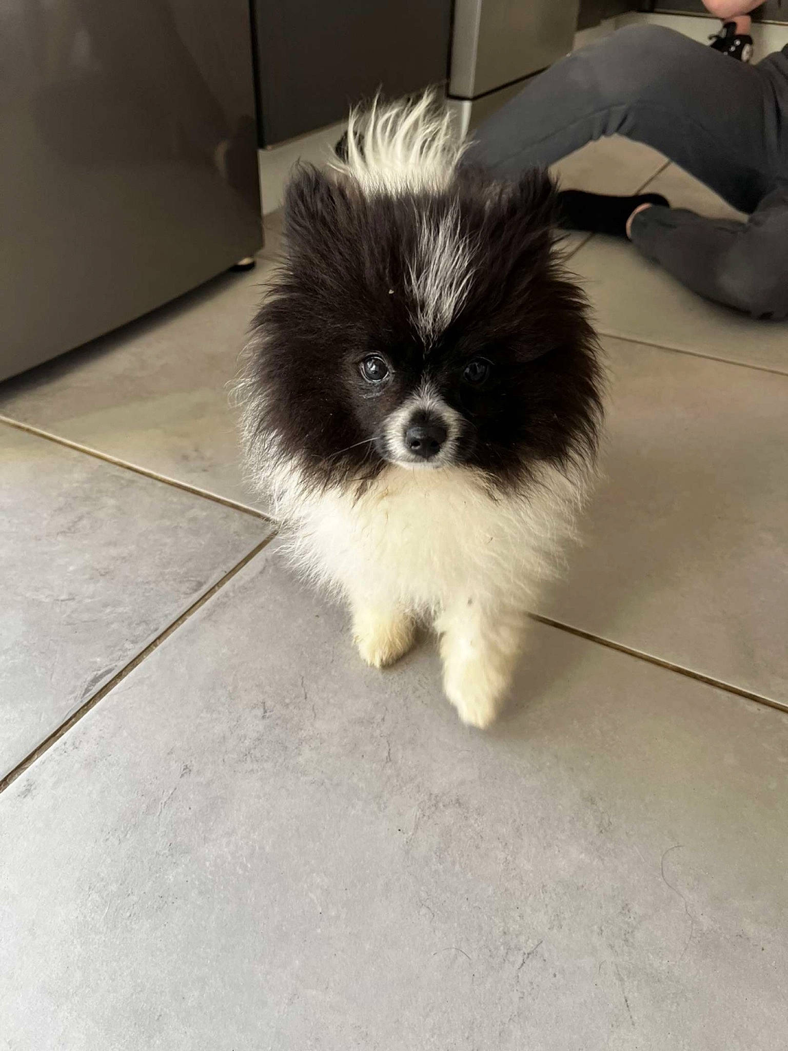 Oreo participe au concours pour gagner de l'argent avec cette photo : canidae, carnivore, companion_dog, dog, dog_breed, dog_supply, eye, fawn, flooring, fur, liver, papillon, paw, snout, sporting_group, tail, terrier, toy_dog, whiskers, working_animal