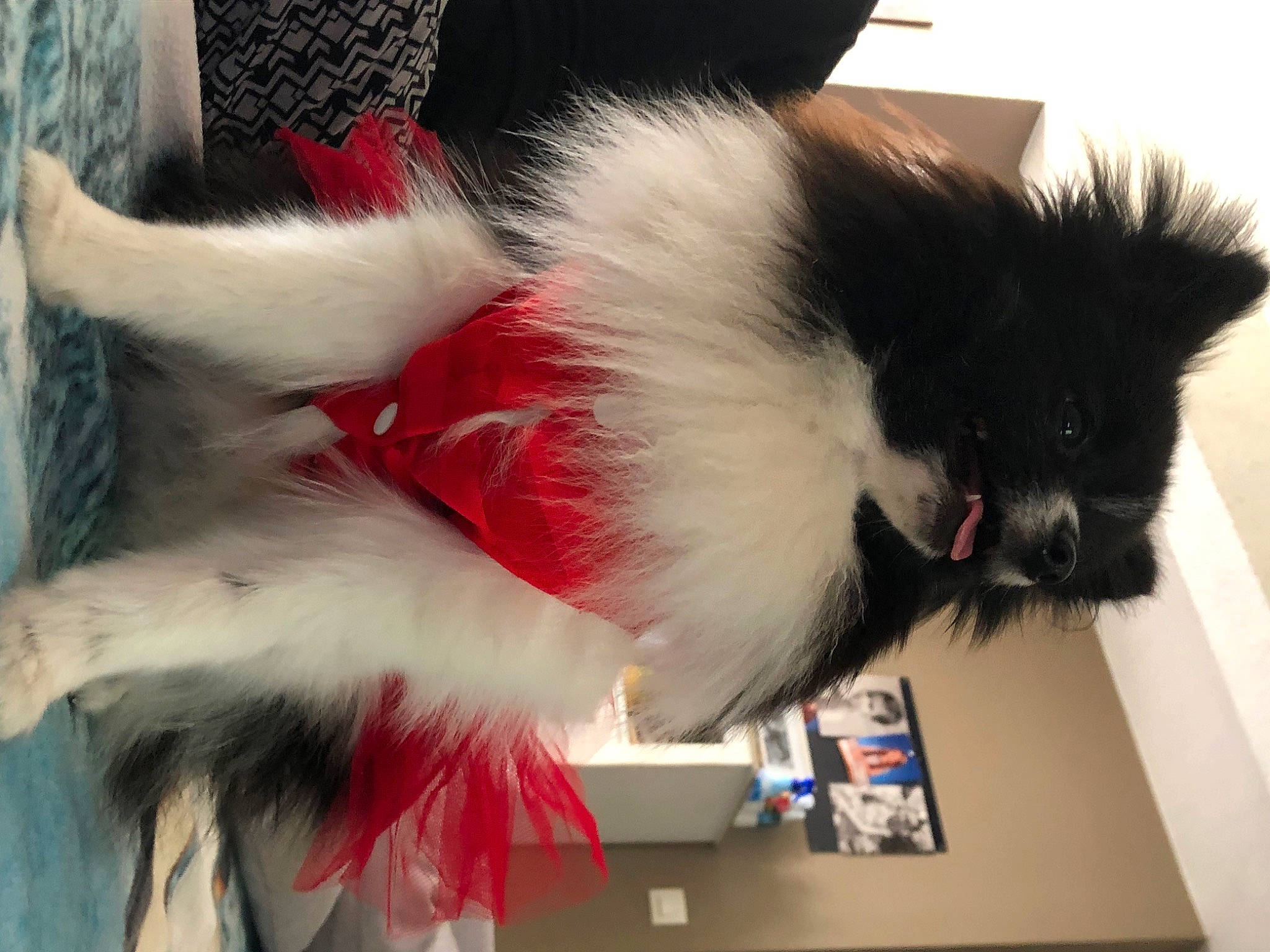 Oreo participe au concours pour gagner de l'argent avec cette photo : animal_product, carmine, companion_dog, event, fashion_accessory, fur, natural_material, tail, whiskers