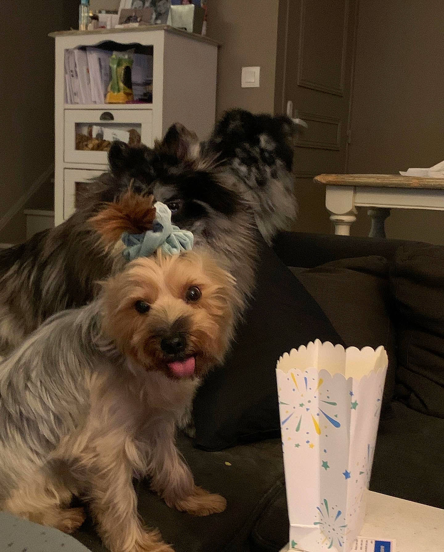 Nutella a rejoint le concours — aidez-le/la à gagner de superbes lots ! australian_silky_terrier, biewer_terrier, canidae, carnivore, companion_dog, dog, dog_breed, dog_clothes, dog_supply, flooring, fur, picture_frame, shelf, small_terrier, sporting_group, sweet_corn, terrier, toy_dog, working_animal, yorkipoo