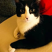 Swiffer participe au concours pour gagner de l'argent avec cette photo : cat, black_and_white, pet, indoor, feline, curious, couch, red_cushion, beige_surface, whiskers, relaxed, cute, animal, fur, ears, paw, close_up, looking, domestic, companion