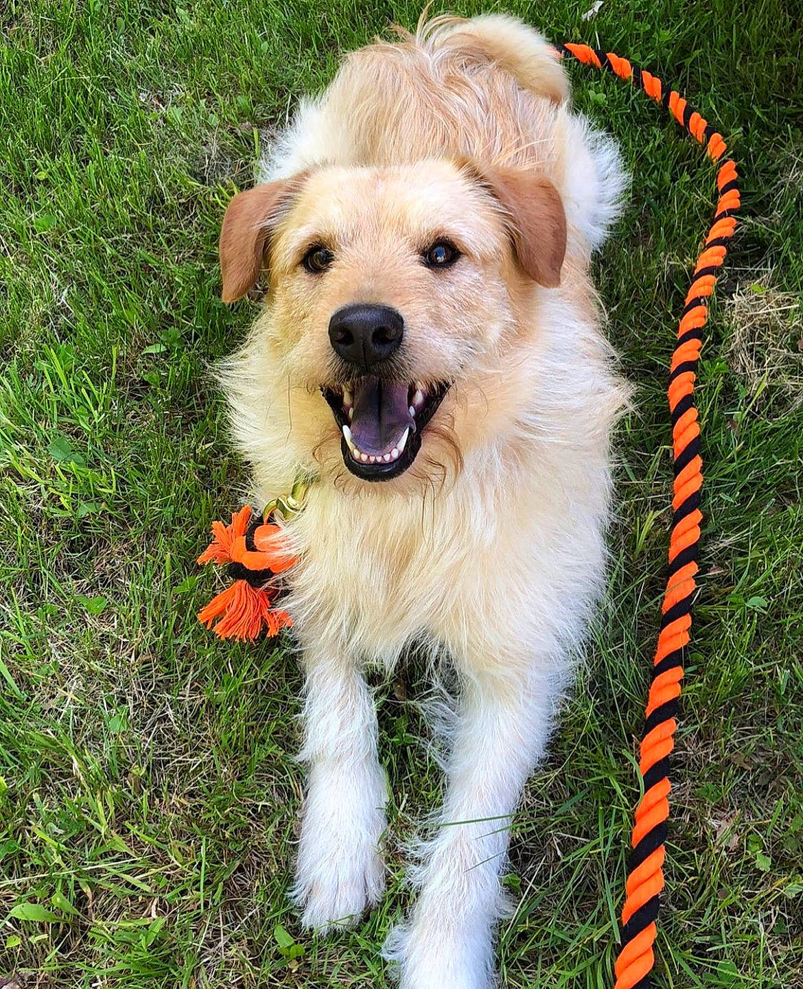 Lucky joined the competition — help win amazing prizes! ancient_dog_breeds, canidae, carnivore, collar, companion_dog, dog, dog_breed, dog_collar, fang, fawn, fur, grass, groundcover, plant, sporting_group, whiskers, working_dog