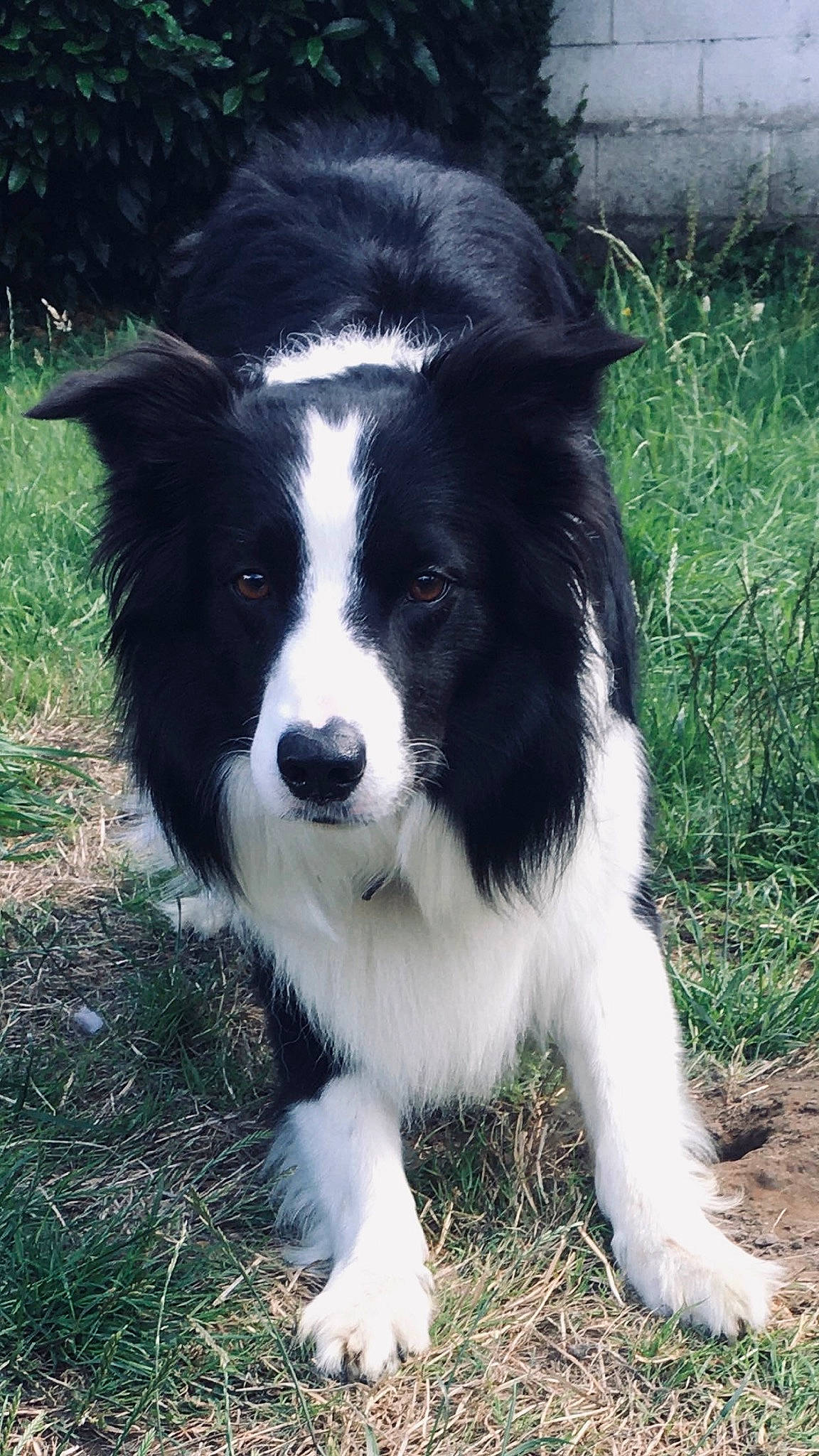 Sam a rejoint le concours — aidez-le/la à gagner de superbes lots ! australian_collie, border_collie, canidae, carnivore, companion_dog, dog, dog_breed, english_shepherd, herding_dog, mammal, mcnab, rare_breed_dog, snout, sporting_group, stabyhoun, vertebrate, welsh_sheepdog, working_dog