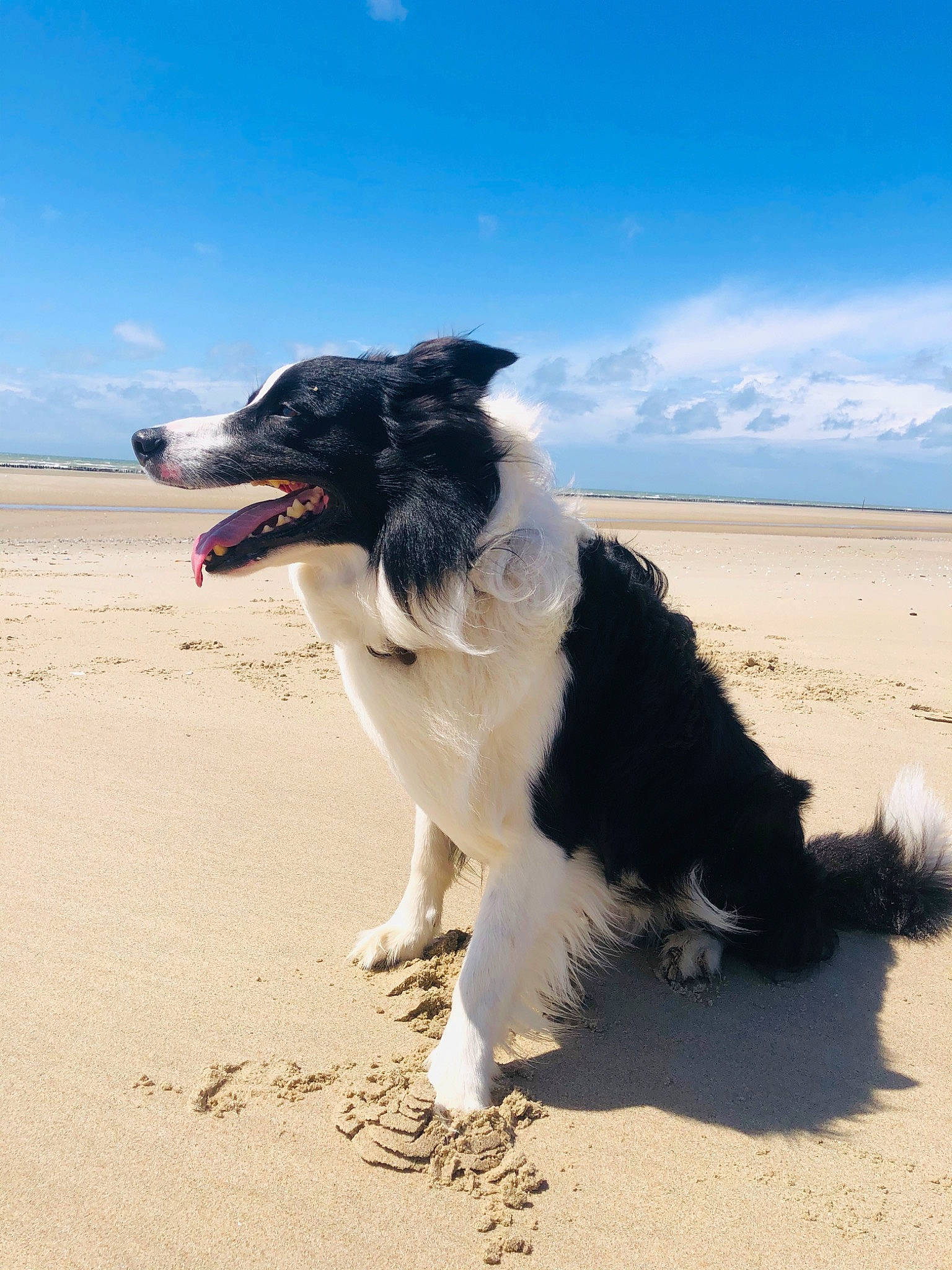 Sam a rejoint le concours — aidez-le/la à gagner de superbes lots ! beach, border_collie, canidae, carnivore, dog, dog_breed, english_shepherd, herding_dog, mammal, rare_breed_dog, sand, sporting_group, stabyhoun, vacation, vertebrate, working_dog
