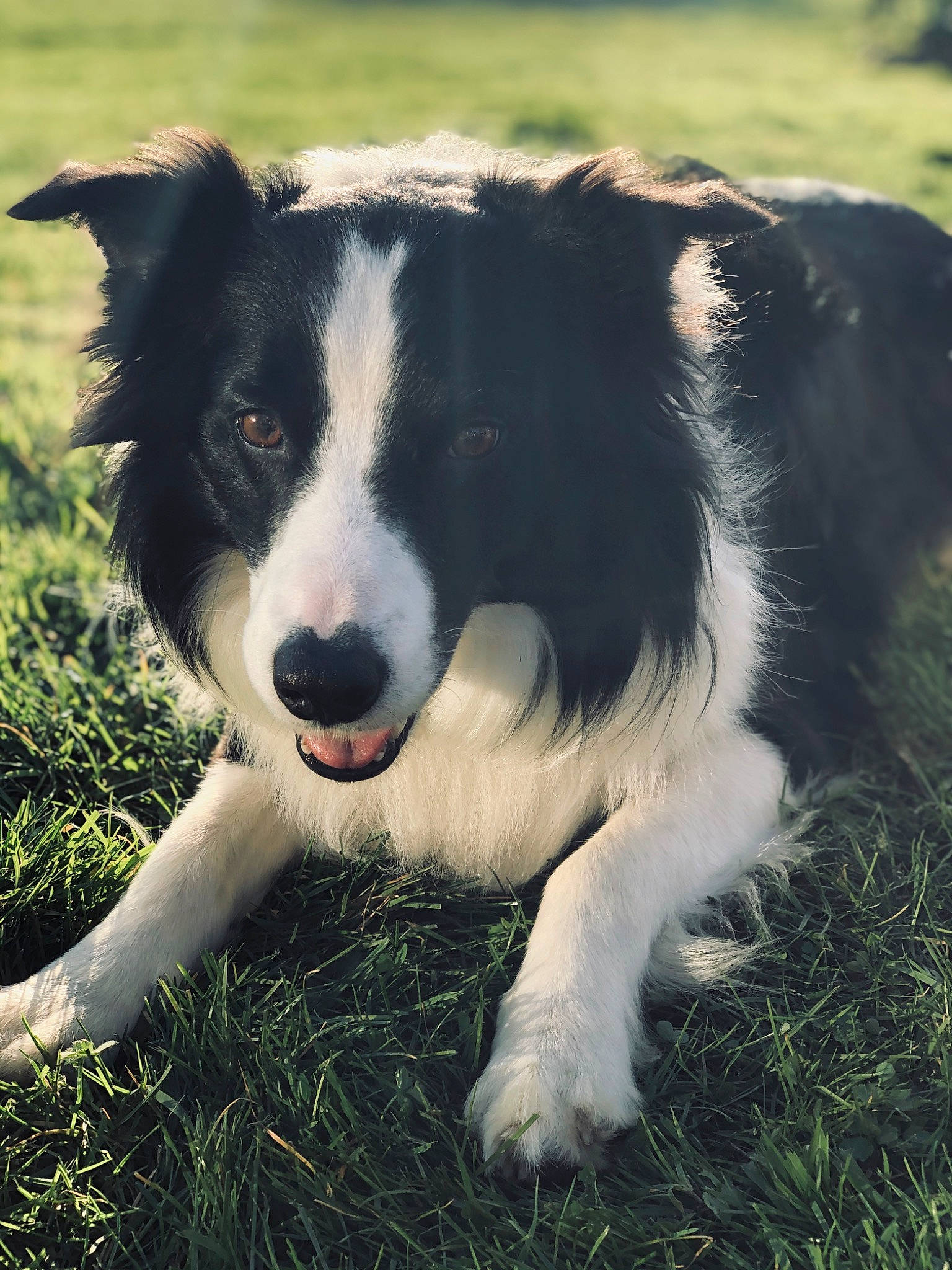 Sam participe au concours pour gagner de l'argent avec cette photo : australian_collie, border_collie, canidae, carnivore, companion_dog, dog, dog_breed, english_shepherd, grass, herding_dog, mammal, mcnab, nose, rare_breed_dog, snout, sporting_group, stabyhoun, vertebrate, welsh_sheepdog, working_dog