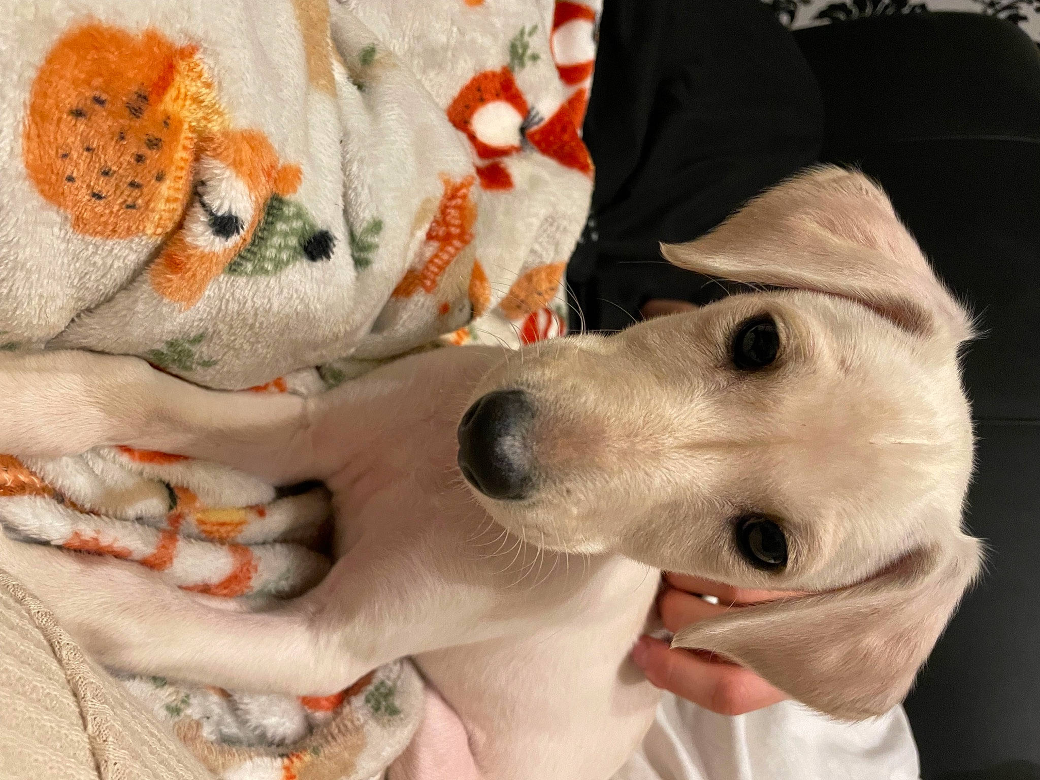 Ivy is registered to the contest to win money with this photo: art, carmine, carnivore, collar, companion_dog, dog, dog_breed, dog_collar, dog_supply, fang, fawn, fur, nail, plush, selfie, snout, stuffed_toy, toy, whiskers, working_animal