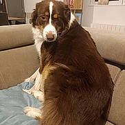 Romy a rejoint le concours — aidez-le/la à gagner de superbes lots ! animal, blanket, bookshelf, brown, canine, companion, couch, cozy, dog, domestic, fur, furniture, home, indoor, living_room, looking_back, pet, plant, seated, white