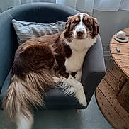 Romy participe au concours pour gagner de l'argent avec cette photo : armchair, brown_and_white, canine, companion, cozy, curtains, decorative_stones, dog, floor_tiles, fluffy_tail, furniture, gray_chair, home_interior, indoor, looking_at_camera, natural_light, pet, pillow, relaxed, wooden_table