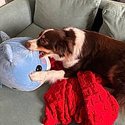 Romy a rejoint le concours — aidez-le/la à gagner de superbes lots ! animal, brown_and_white, canine, casual, chewing, couch, cozy, dog, fabric, floor, furniture, home, indoor, living_room, pet, playful, plush_toy, red_blanket, relaxing, toy