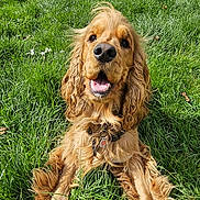 Vivaldi participe au concours pour gagner de l'argent avec cette photo : dog, cocker_spaniel, grass, outdoor, animal, pet, nature, happy, smiling, ears, fur, collar, flower, spring, sunlight, blue_sky, clouds, tree, garden, leaves