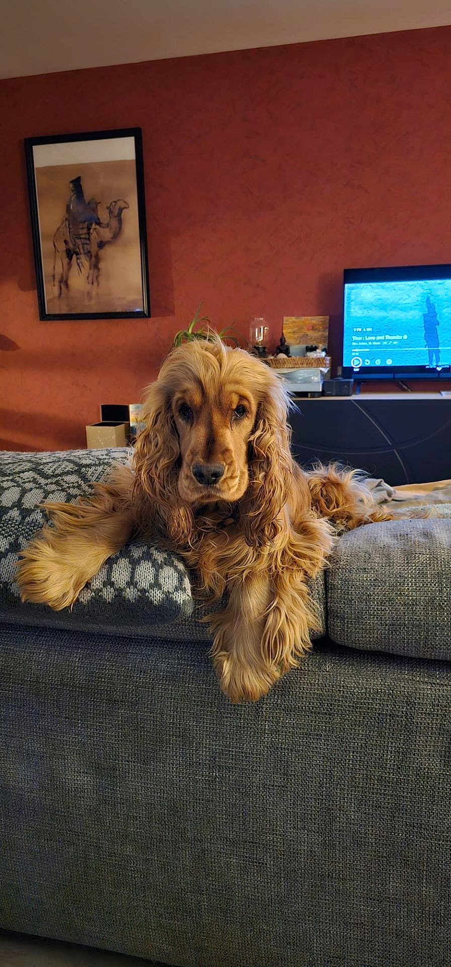 Vivaldi participe au concours pour gagner de l'argent avec cette photo : dog, cocker_spaniel, pet, couch, living_room, furniture, painting, television, indoor, animal, fur, cute, relaxed, home, cozy, decor, carpet, mammal, portrait, resting