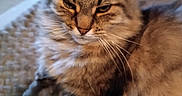 Poilu participe au concours pour gagner de l'argent avec cette photo : animal, blanket, cat, closeup, cozy, cute, domestic, feline, fluffy, fur, home, indoor, mammal, pet, relaxed, resting, sleepy, soft, tabby, whiskers