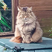 Poilu participe au concours pour gagner de l'argent avec cette photo : animal, cat, face, feline, fluffy_cat, fur, leaf, lid, long_hair, outdoor, pet, plant, portrait, sitting, tabby_cat, tail, trash_bin, whiskers, window, wooden_wall