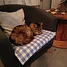 Poilu participe au concours pour gagner de l'argent avec cette photo : animal, armchair, cat, checkered_pattern, cozy, curtains, cushion, domestic, floor, fluffy, furniture, home, indoor, living_room, pet, plant, relaxing, resting, stones, wooden_table