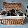 Chipie participe au concours pour gagner de l'argent avec cette photo : basket, cat, cozy, curiosity, ears, floor, fur, furniture, green_eyes, home, indoor, pet, portrait, relaxing, sitting, storage, tabby, tiles, whiskers, wicker_basket