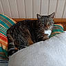 bed, cat, cozy, domestic_cat, fur, green_eyes, home, indoor, pet, pillow, pillows, portrait, resting, sleepy, striped_bedding, striped_pillow, tabby_cat, textile, whiskers, wooden_headboard