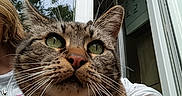 Chipie a rejoint le concours — aidez-le/la à gagner de superbes lots ! animal, casual, cat, close_up, curious, face, fur, glass_door, green_eyes, hoodie, nature, outdoor, person, pet, portrait, selfie, tabby, whiskers, window, young_person