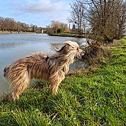 Arès participe au concours pour gagner de l'argent avec cette photo : bare_trees, dog, furry_dog, grass, harness, lake, long_fur, nature, outdoor, overcast_sky, panting, park, pathway, pet, profile_view, river_bank, trees, walking, water, windy