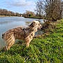 bare_trees, dog, furry_dog, grass, harness, lake, long_fur, nature, outdoor, overcast_sky, panting, park, pathway, pet, profile_view, river_bank, trees, walking, water, windy