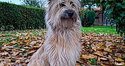 Arès a rejoint le concours — aidez-le/la à gagner de superbes lots ! animal, autumn, canine, daytime, dog, fall, fluffy, fur, garden, grass, greenery, hedge, leaves, nature, outdoor, pet, scruffy, sitting, sky, tree