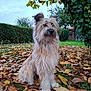 animal, autumn, canine, daytime, dog, fall, fluffy, fur, garden, grass, greenery, hedge, leaves, nature, outdoor, pet, scruffy, sitting, sky, tree
