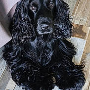 Taaj a rejoint le concours — aidez-le/la à gagner de superbes lots ! dog, black_dog, curly_fur, pet, animal, indoors, wooden_floor, closeup, looking_at_camera, cute, fluffy, fur, mammal, companion, domestic_animal, laying_down, portrait, friendly, canine, long_ears