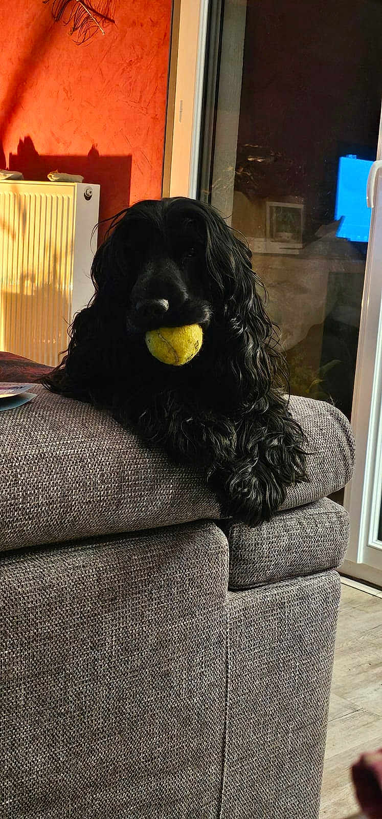Taaj a rejoint le concours — aidez-le/la à gagner de superbes lots ! dog, black_dog, tennis_ball, couch, sofa, indoor, pet, furniture, window, door, floor, radiator, orange_wall, light, shadow, playing, relaxed, curly_fur, home, cozy