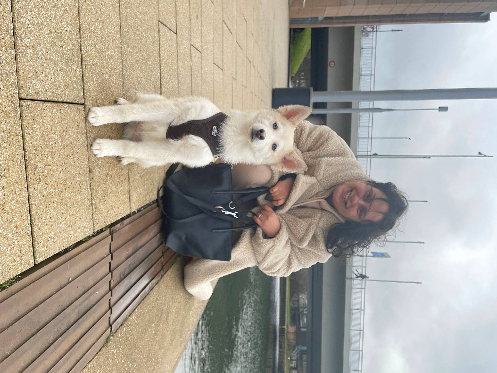 Sky a rejoint le concours — aidez-le/la à gagner de superbes lots ! animal_shelter, canidae, carnivore, cloud, companion_dog, dog_breed, fawn, felidae, fur, snout, sporting_group, stuffed_toy, toy, wood