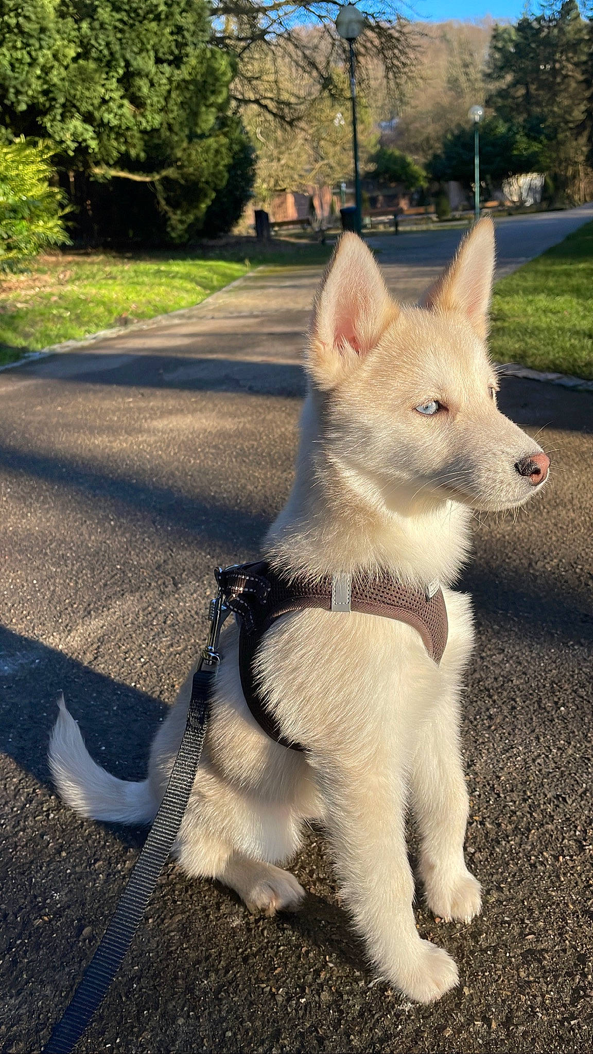 Sky a rejoint le concours — aidez-le/la à gagner de superbes lots ! asphalt, carnivore, collar, companion_dog, dog, dog_breed, dog_collar, fawn, fur, grass, plant, road_surface, shadow, sporting_group, tail, terrestrial_animal, tree, whiskers, working_animal, working_dog