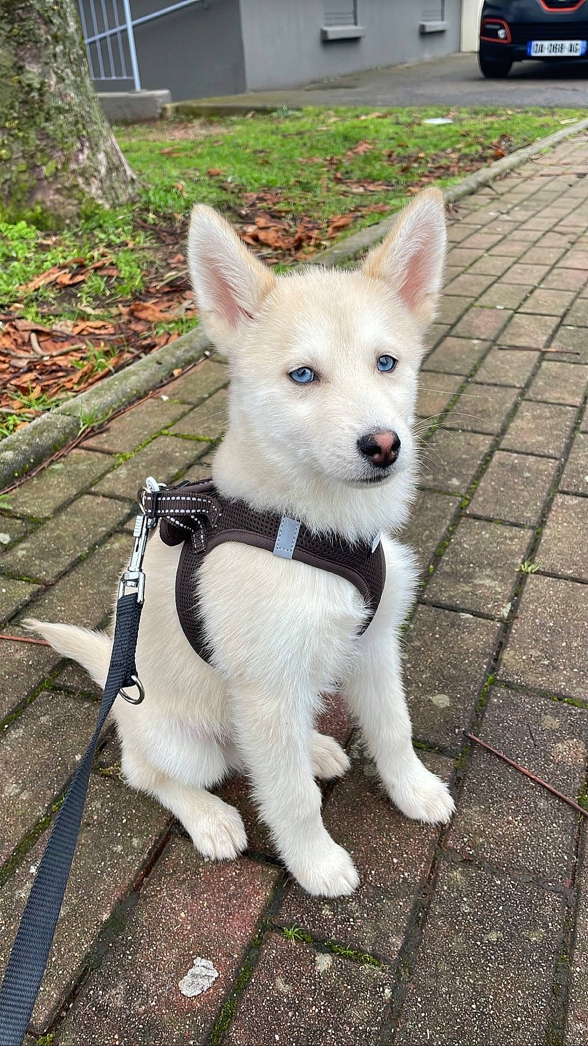 Sky a rejoint le concours — aidez-le/la à gagner de superbes lots ! canidae, carnivore, collar, companion_dog, dog, dog_breed, dog_collar, fashion_accessory, fawn, fur, grass, leash, pet_supply, plant, snout, sporting_group, tail, terrestrial_animal, whiskers, working_animal