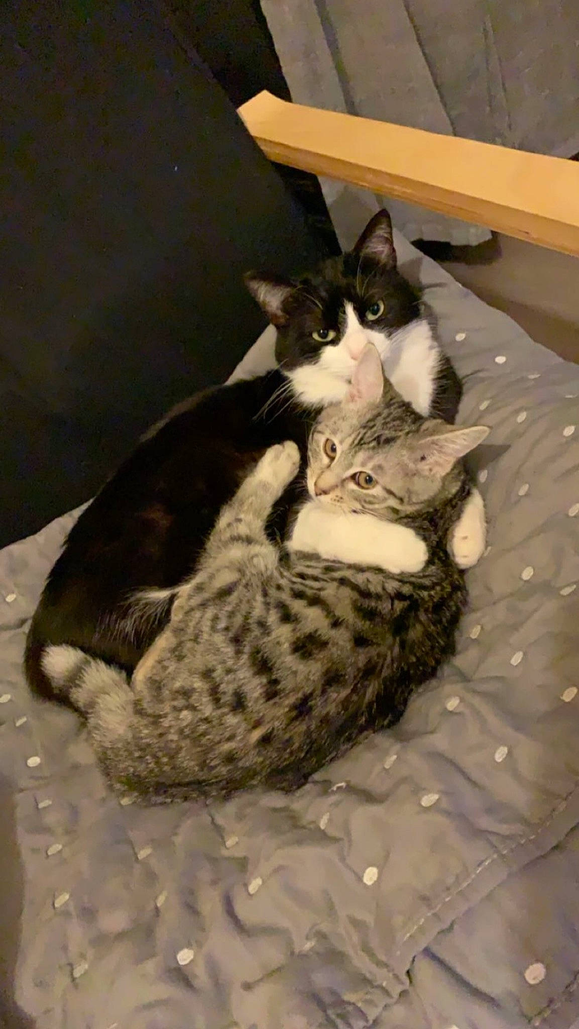 Kaya a rejoint le concours — aidez-le/la à gagner de superbes lots ! box, carnivore, cat, cat_bed, cat_supply, comfort, domestic_short_haired_cat, felidae, fur, linens, nap, paw, small_to_medium_sized_cats, snout, tail, terrestrial_animal, whiskers, wood