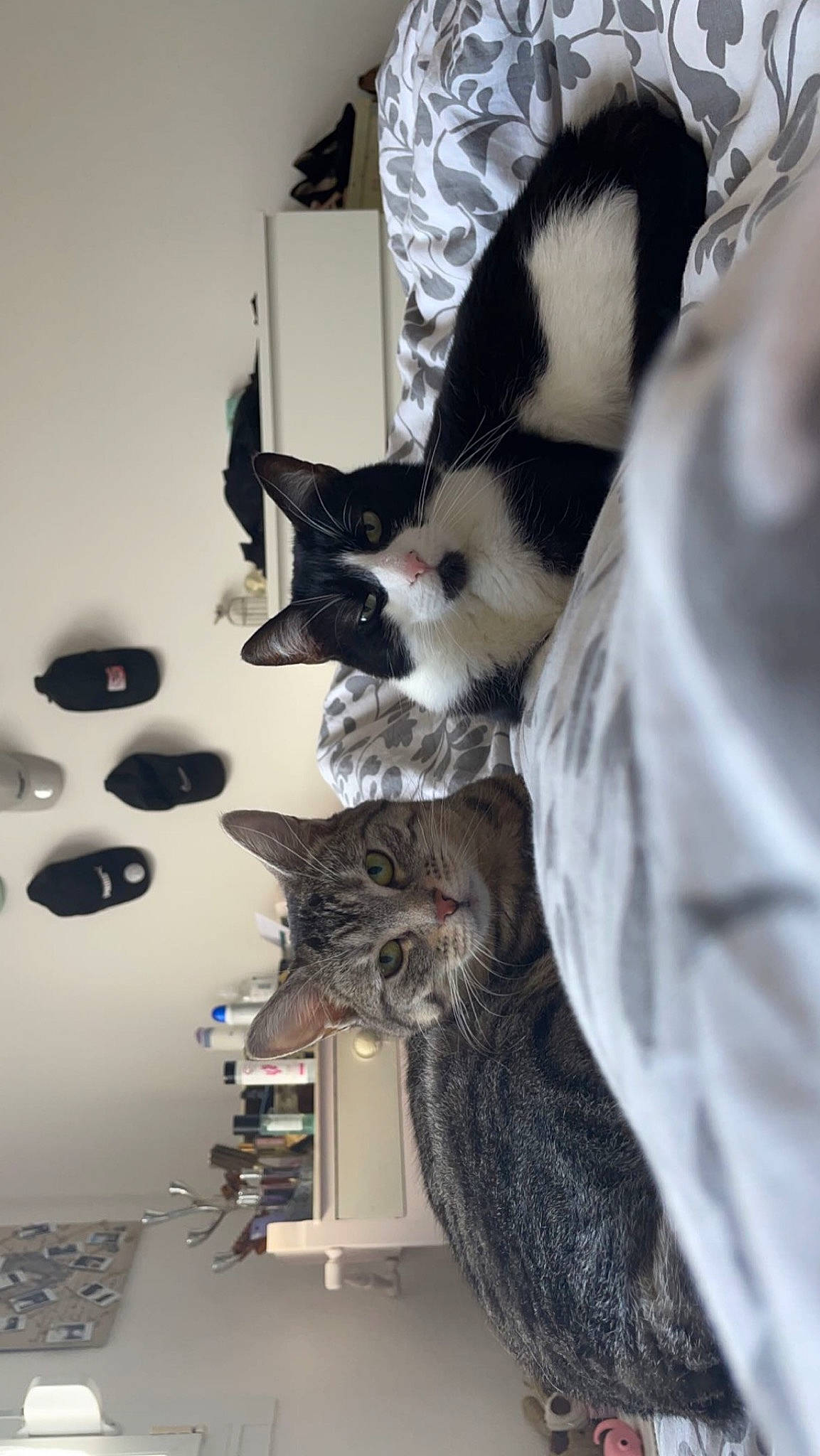 Kaya participe au concours pour gagner de l'argent avec cette photo : canidae, carnivore, cat, claw, comfort, domestic_short_haired_cat, felidae, fur, paw, room, small_to_medium_sized_cats, tail, whiskers