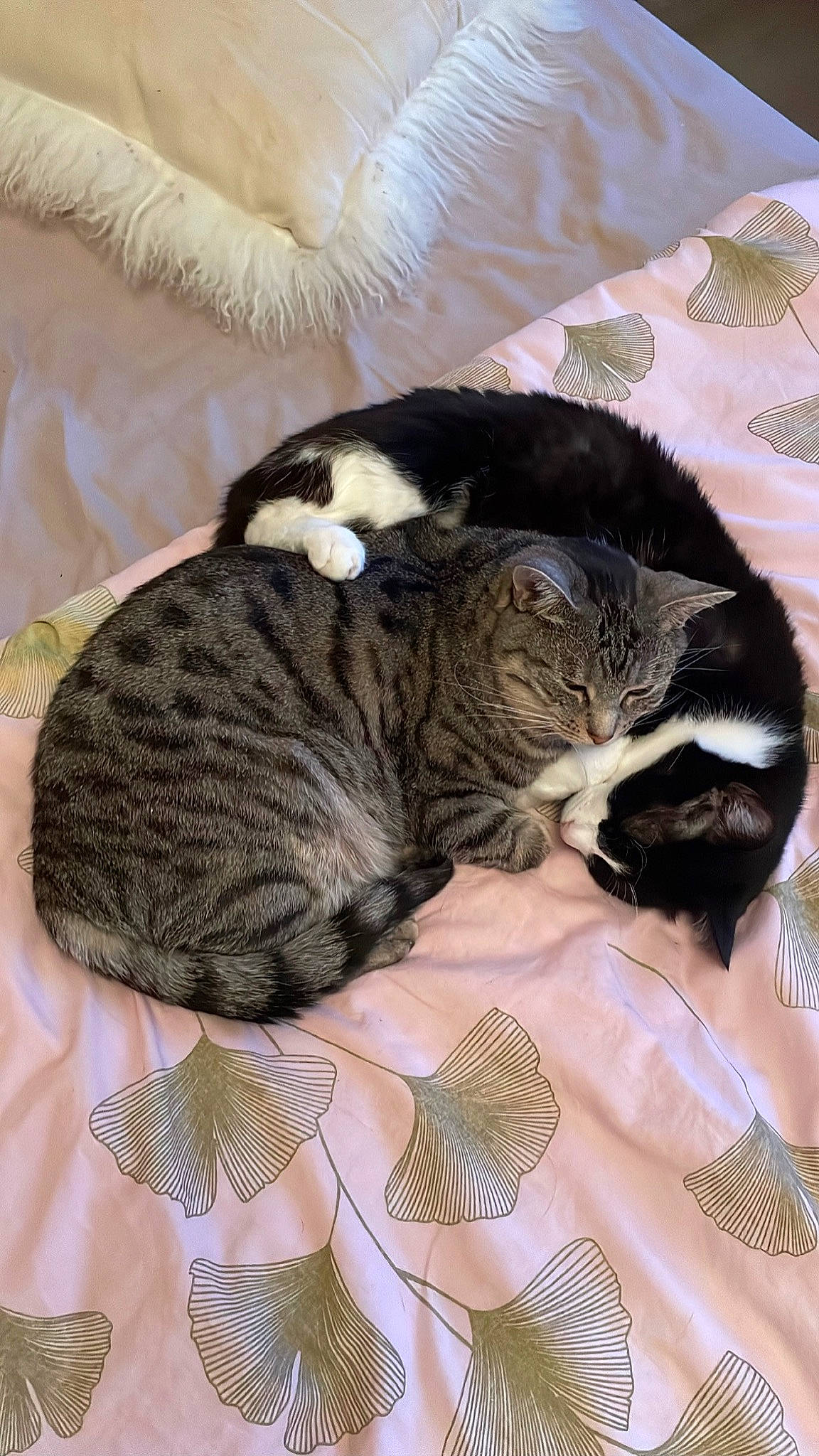 Kaya participe au concours pour gagner de l'argent avec cette photo : bed, carnivore, cat, cat_bed, cat_supply, claw, comfort, domestic_short_haired_cat, felidae, fur, linens, nap, pattern, paw, sleep, small_to_medium_sized_cats, tail, terrestrial_animal, textile, whiskers