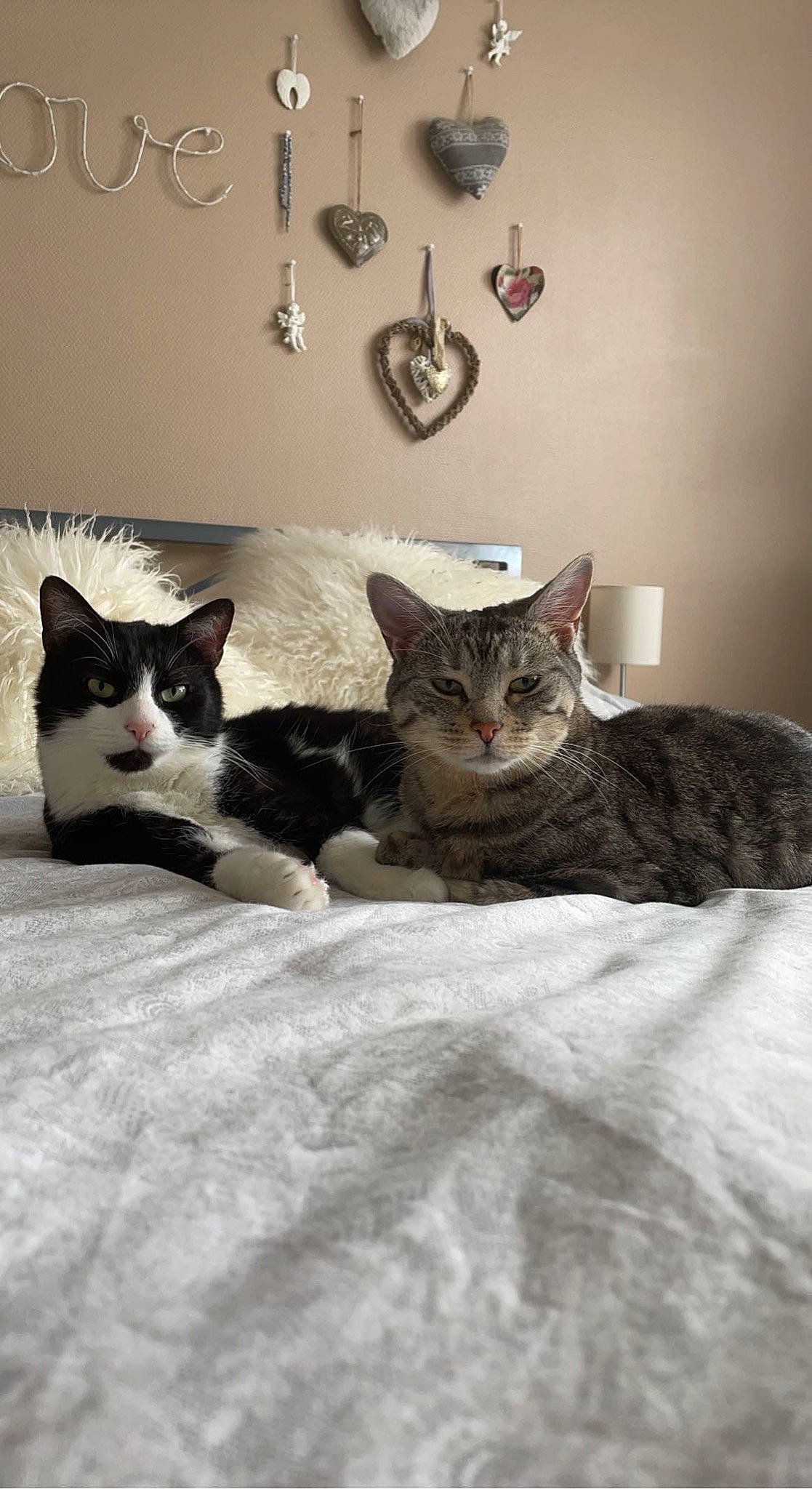 Kaya participe au concours pour gagner de l'argent avec cette photo : bedding, carnivore, cat, comfort, domestic_short_haired_cat, felidae, font, fur, grey, linens, paw, room, small_to_medium_sized_cats, snout, tail, whiskers