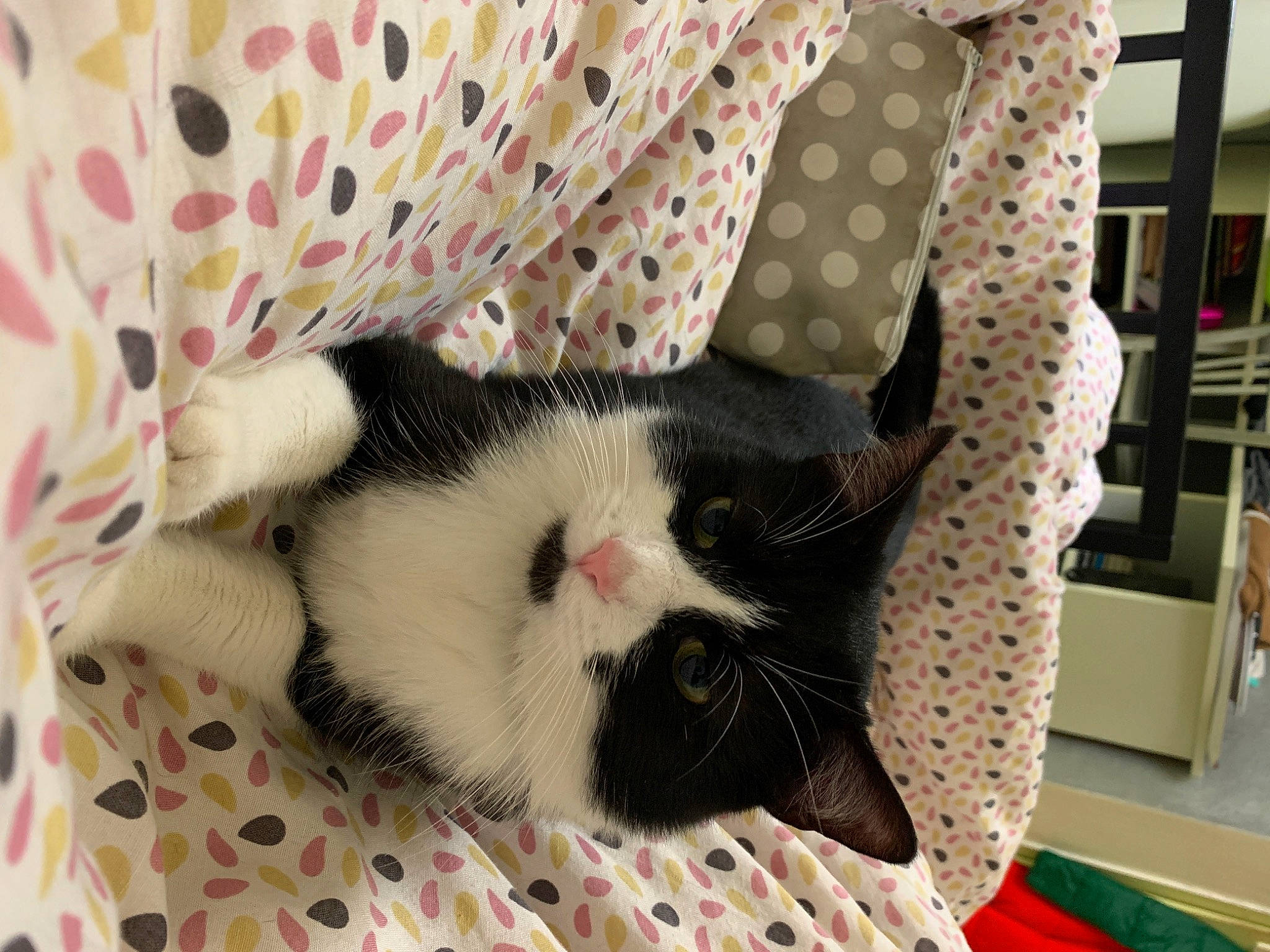 Goten a rejoint le concours — aidez-le/la à gagner de superbes lots ! carmine, carnivore, cat, cat_supply, comfort, domestic_short_haired_cat, fashion_accessory, fawn, felidae, foot, fur, pattern, paw, shelf, small_to_medium_sized_cats, snout, tail, terrestrial_animal, textile, whiskers