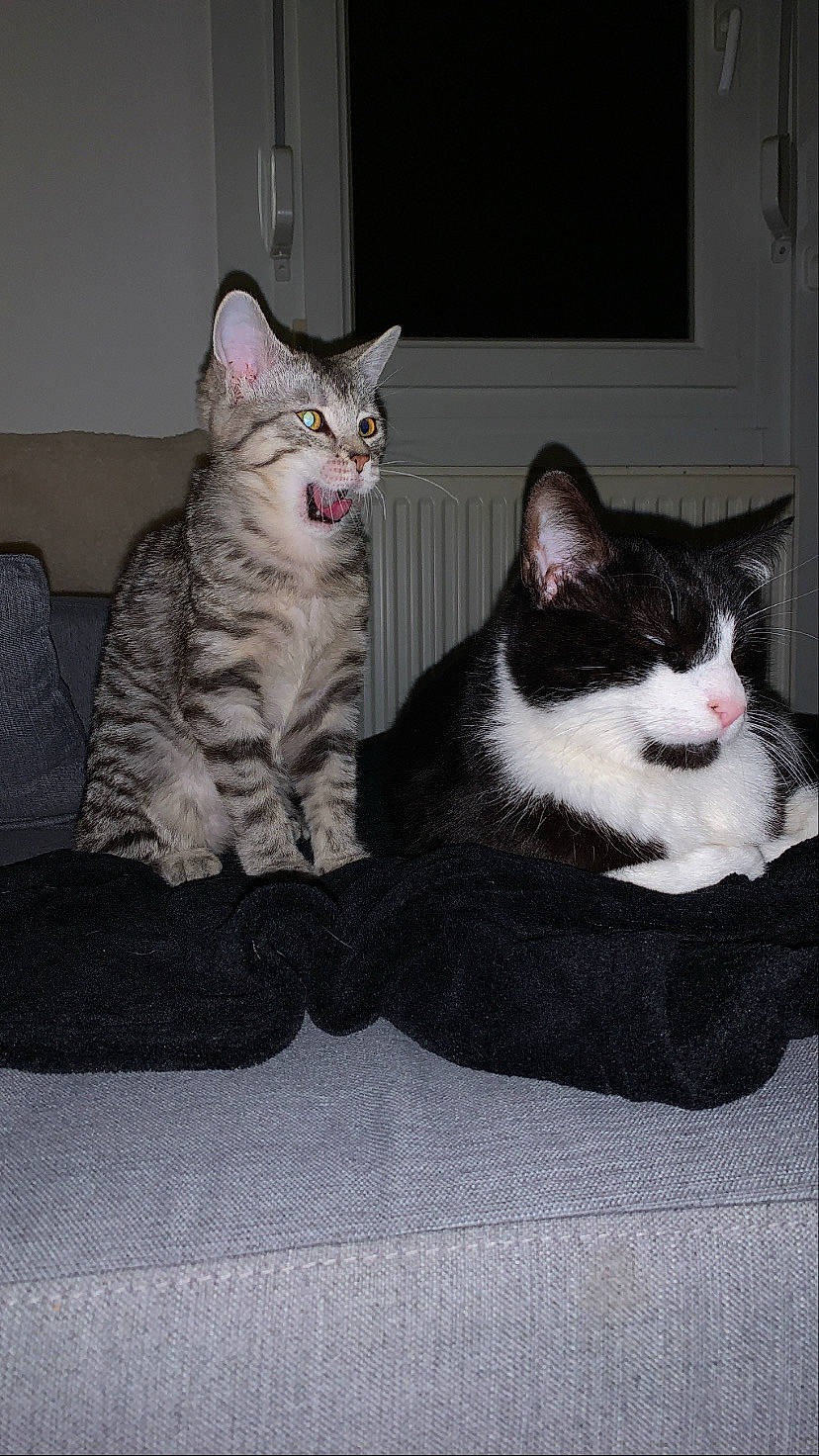 Goten participe au concours pour gagner de l'argent avec cette photo : carnivore, cat, comfort, couch, domestic_short_haired_cat, door, felidae, fur, grey, paw, sitting, small_to_medium_sized_cats, snout, tail, whiskers, window